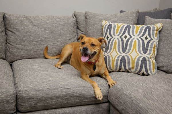 a dog lying on a couch with a patterned pillow behind it