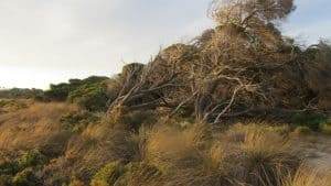 trees and grass in high winds