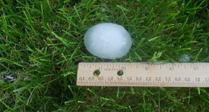 Hail stone being measured by ruler in grass.
