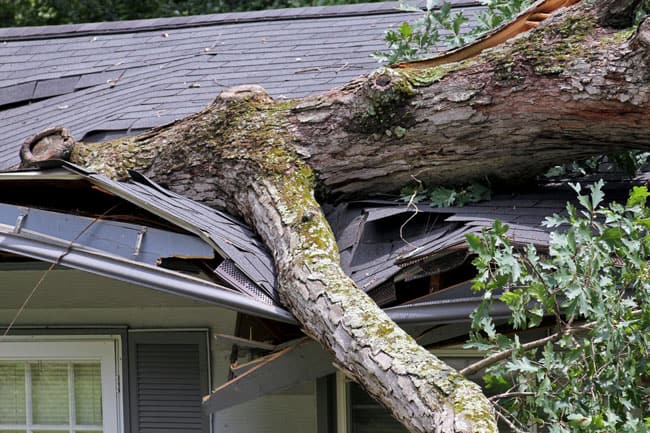 Insurance Claims Tree Fall.jpg